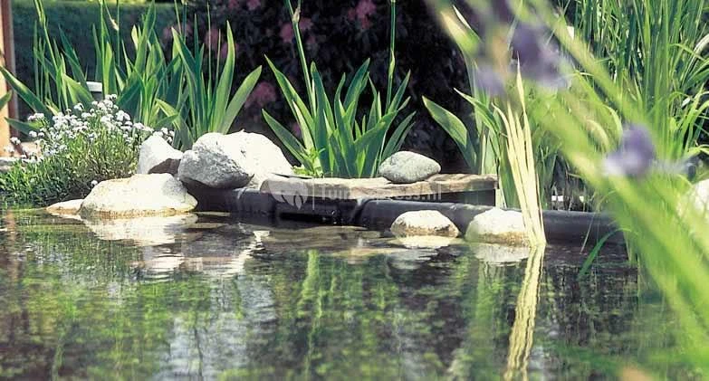 OASE BIOsys Skimmer+ 2 OASE BIOsys Skimmer+ - Afbeelding 2