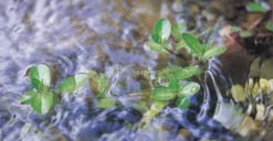 Oase Vitronic 18 W UVC-filter -Vijver Winkel 57370 vitronic11 01 gr 0 815x421 3