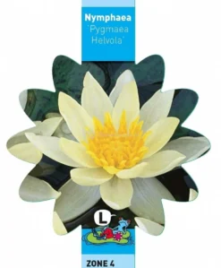 Gele Dwergwaterlelie (Nymphaea Pygmaea Helvola) Waterlelie -Vijver Winkel gele dwergwaterlelie nymphaea pygmaea helvola waterlelie 3 0 744x900