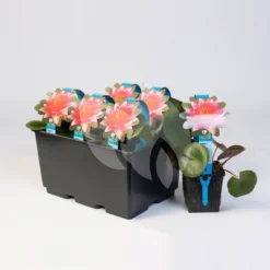 Nieuwkomers -Vijver Winkel gele plomp nuphar lutea waterlelie 2 0 1200x1200