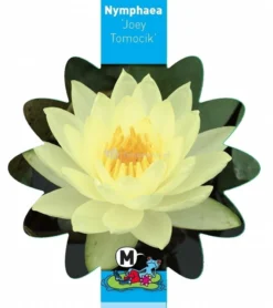 Gele Waterlelie (Nymphaea Joey Tomocik) Waterlelie -Vijver Winkel gele waterlelie nymphaea joey tomocik waterlelie 3 0 799x900