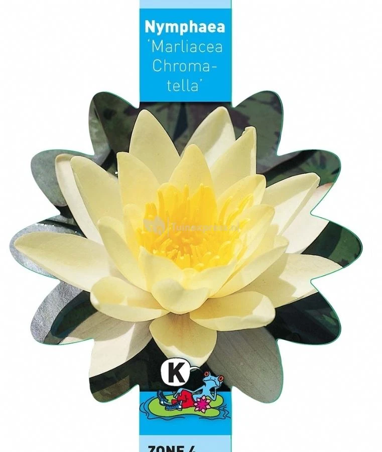 Gele Waterlelie (Nymphaea “Marliacea Chromatella”) Waterlelie 3 Gele Waterlelie (Nymphaea “Marliacea Chromatella”) Waterlelie - Afbeelding 3