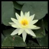 Gele Waterlelie (Nymphaea Sulphurea) Waterlelie