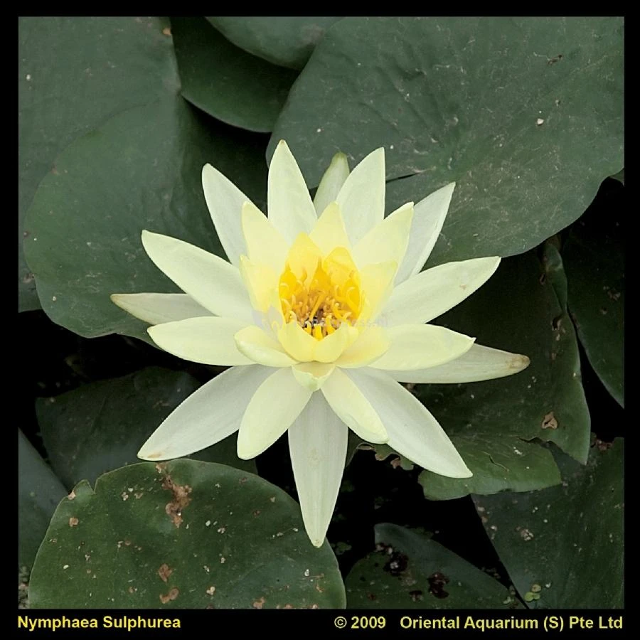 Gele Waterlelie (Nymphaea Sulphurea) Waterlelie 1 Gele Waterlelie (Nymphaea Sulphurea) Waterlelie