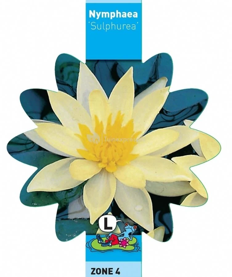 Gele Waterlelie (Nymphaea Sulphurea) Waterlelie 3 Gele Waterlelie (Nymphaea Sulphurea) Waterlelie - Afbeelding 3