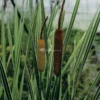 Grote Bonte Lisdodde (Typha Latifolia “variegata”) Moerasplant
