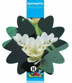 Kaapse Waterlelie (Aponogeton Distachyos) Waterlelie -Vijver Winkel kaapse waterlelie aponogeton distachyos waterlelie 3 0 786x900