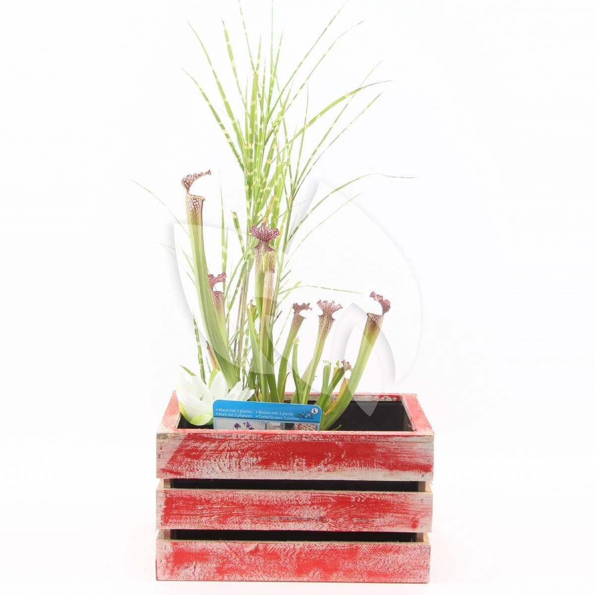 Mini Vijver In Houten Kistje Rood 1 Mini Vijver In Houten Kistje Rood