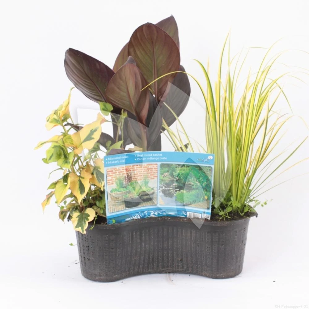Mix Waterplanten In Ovale Vijvermand 1 Mix Waterplanten In Ovale Vijvermand