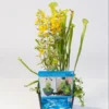 Mix Waterplanten In Vijvermand