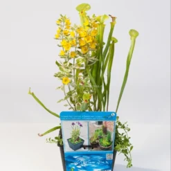 Mix Waterplanten In Vijvermand