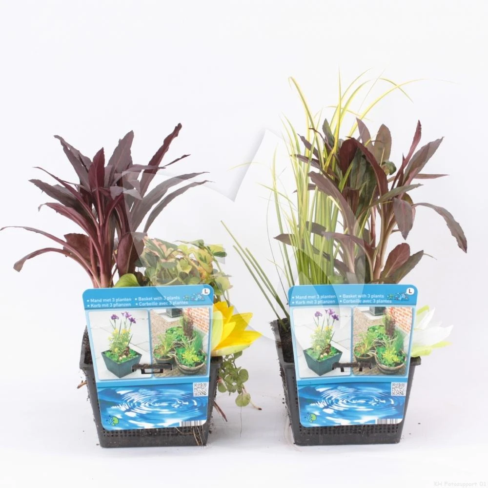 Mix Waterplanten In Vijvermand 2 Mix Waterplanten In Vijvermand - Afbeelding 2