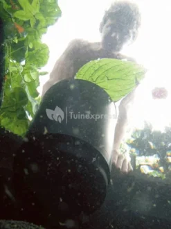 OASE AquaSkim 40 Skimmer Vijver 8 OASE AquaSkim 40 Skimmer Vijver -Vijver Winkel oase aquaskim 40 skimmer 56907 4 0 411x549