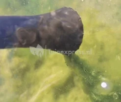 OASE PondoVac 3 Vijverstofzuiger 9 OASE PondoVac 3 Vijverstofzuiger -Vijver Winkel oase pondovac 3 vijverstofzuiger 37102 3 0 373x316