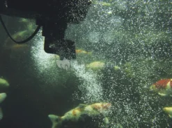 OASE SwimSkim 50 Skimmer Vijver 9 OASE SwimSkim 50 Skimmer Vijver -Vijver Winkel oase swimskim 5 skimmer 50170 4 0 549x411