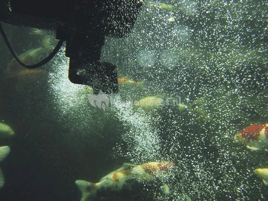 OASE SwimSkim 50 Skimmer Vijver 4 OASE SwimSkim 50 Skimmer Vijver - Afbeelding 4