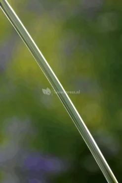 OASE Water Jet Lightning Fontein 9 OASE Water Jet Lightning Fontein -Vijver Winkel oase water jet lightning fontein 50191 5 0 622x929