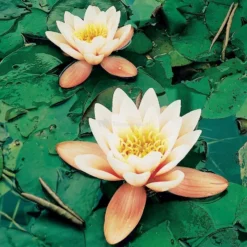 Oranje Waterlelie (Nymphaea Aurora) Waterlelie