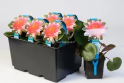 Nieuwkomers -Vijver Winkel oranje waterlelie nymphaea aurora waterlelie 2 0 900x600