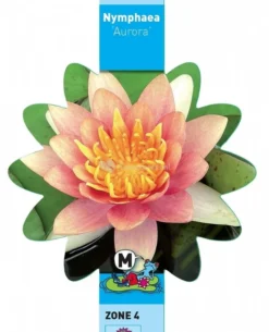 Oranje Waterlelie (Nymphaea Aurora) Waterlelie 5 Oranje Waterlelie (Nymphaea Aurora) Waterlelie -Vijver Winkel oranje waterlelie nymphaea aurora waterlelie 3 0 728x900