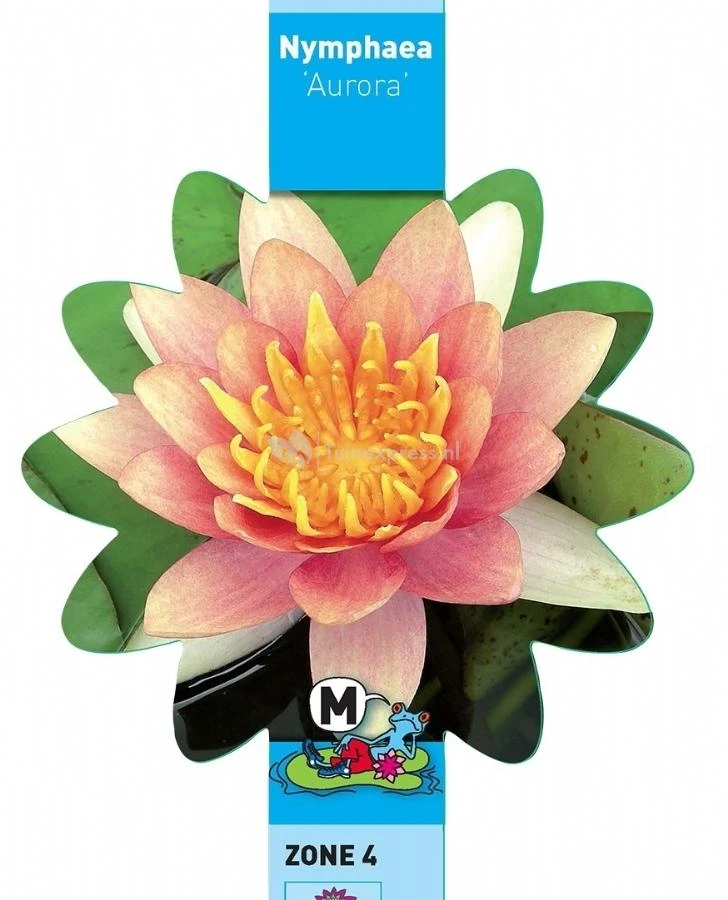 Oranje Waterlelie (Nymphaea Aurora) Waterlelie 3 Oranje Waterlelie (Nymphaea Aurora) Waterlelie - Afbeelding 3