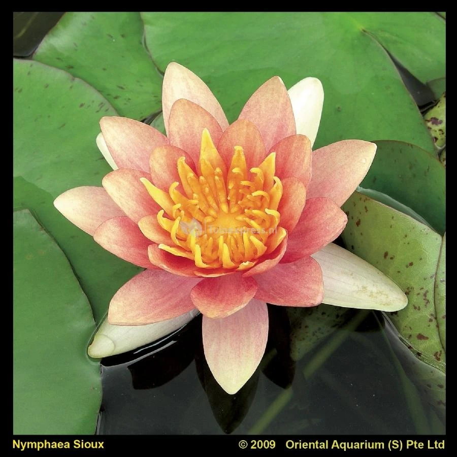 Oranje Waterlelie (Nymphaea Sioux) Waterlelie 1 Oranje Waterlelie (Nymphaea Sioux) Waterlelie