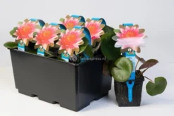 Nieuwkomers -Vijver Winkel oranje waterlelie nymphaea sioux waterlelie 2 0 900x600