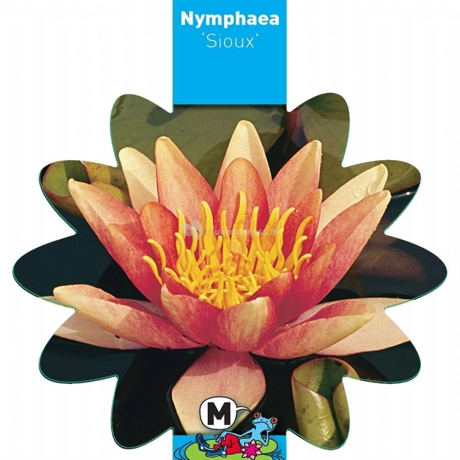 Oranje Waterlelie (Nymphaea Sioux) Waterlelie 3 Oranje Waterlelie (Nymphaea Sioux) Waterlelie - Afbeelding 3