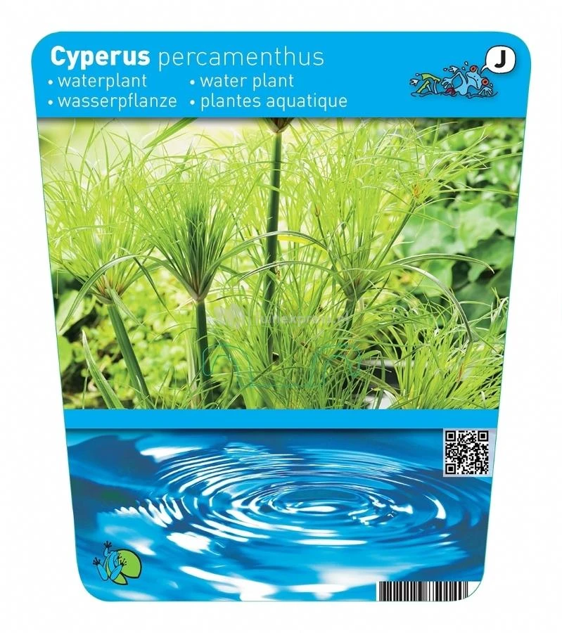 Papyrus (Cyperus Papyrus 'Perkamentus') Moerasplant 2 Papyrus (Cyperus Papyrus 'Perkamentus') Moerasplant - Afbeelding 2