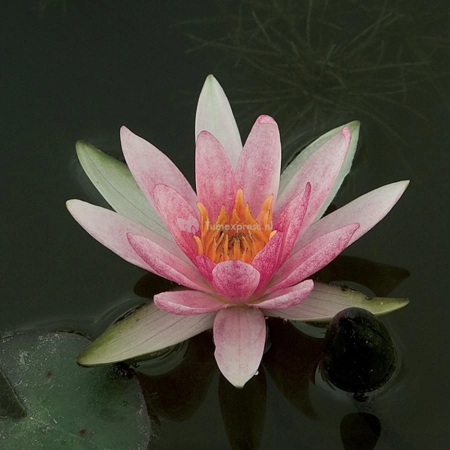 Rode Dwergwaterlelie (Nymphaea Pygmaea Rubra) Waterlelie 1 Rode Dwergwaterlelie (Nymphaea Pygmaea Rubra) Waterlelie