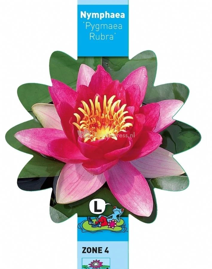 Rode Dwergwaterlelie (Nymphaea Pygmaea Rubra) Waterlelie 3 Rode Dwergwaterlelie (Nymphaea Pygmaea Rubra) Waterlelie - Afbeelding 3