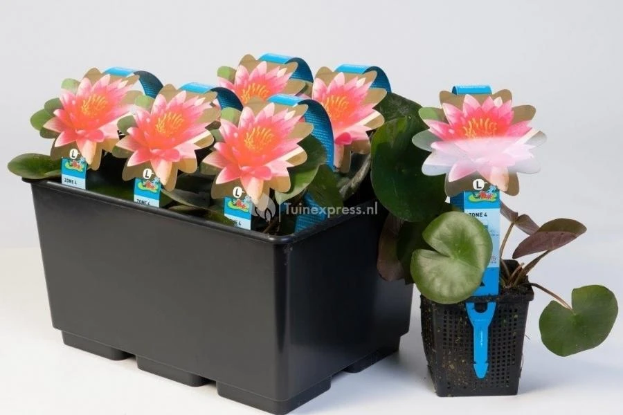 Rode Waterlelie (Nymphaea Attraction) Waterlelie 2 Rode Waterlelie (Nymphaea Attraction) Waterlelie - Afbeelding 2