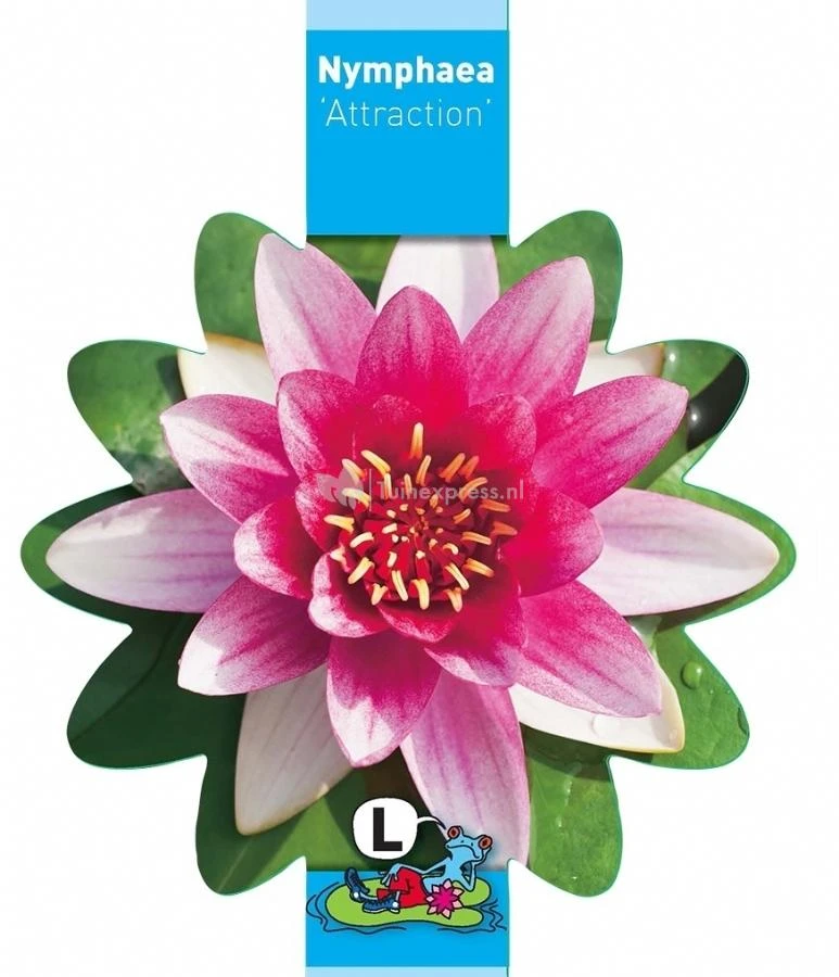 Rode Waterlelie (Nymphaea Attraction) Waterlelie 3 Rode Waterlelie (Nymphaea Attraction) Waterlelie - Afbeelding 3