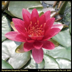 Rode Waterlelie (Nymphaea Burgundy Princess) Waterlelie