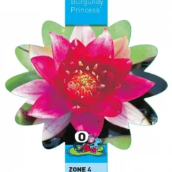 Rode Waterlelie (Nymphaea Burgundy Princess) Waterlelie -Vijver Winkel rode waterlelie nymphaea burgundy princess waterlelie 3 0 900x899