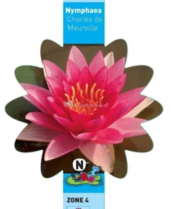 Rode Waterlelie (Nymphaea Charles De Meurville) Waterlelie -Vijver Winkel rode waterlelie nymphaea charles de meurville waterlelie 3 0 736x900