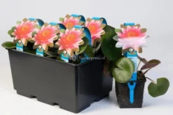 Nieuwkomers -Vijver Winkel rode waterlelie nymphaea escarboucle waterlelie 2 0 900x600