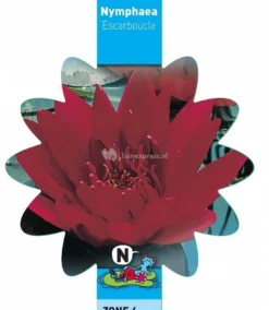 Rode Waterlelie (Nymphaea Escarboucle) Waterlelie 5 Rode Waterlelie (Nymphaea Escarboucle) Waterlelie -Vijver Winkel rode waterlelie nymphaea escarboucle waterlelie 3 0 783x900