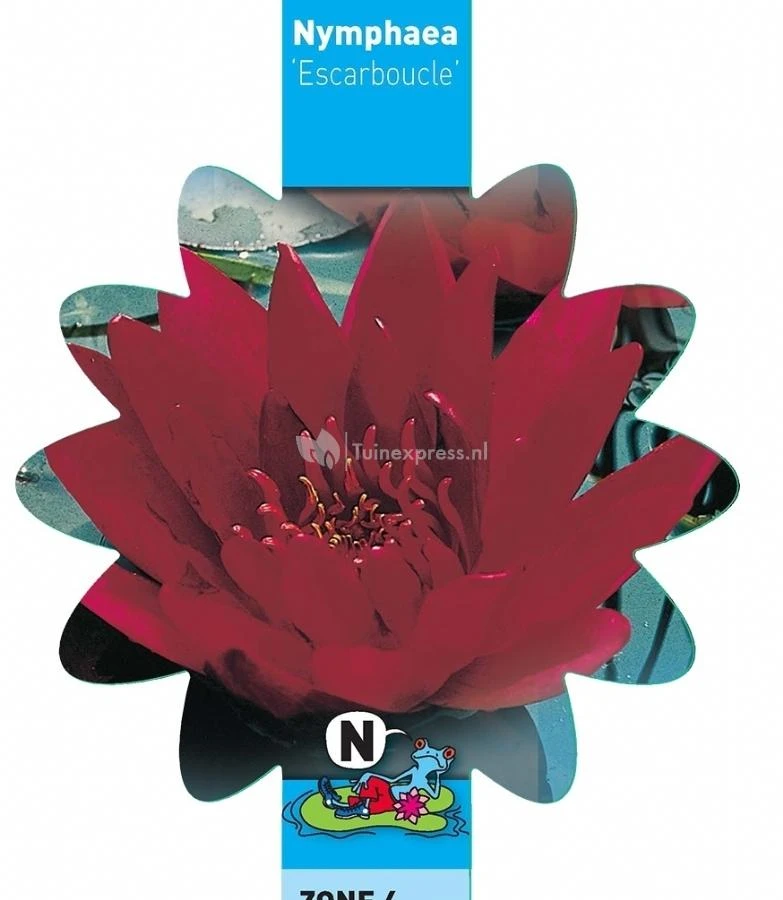 Rode Waterlelie (Nymphaea Escarboucle) Waterlelie 3 Rode Waterlelie (Nymphaea Escarboucle) Waterlelie - Afbeelding 3