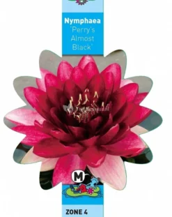 Rode Waterlelie (Nymphaea Perry Almost Black) Waterlelie 5 Rode Waterlelie (Nymphaea Perry Almost Black) Waterlelie -Vijver Winkel rode waterlelie nymphaea perry almost black waterlelie 3 0 714x900