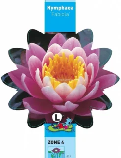 Roze Waterlelie (Nymphaea Fabiola) Waterlelie 5 Roze Waterlelie (Nymphaea Fabiola) Waterlelie -Vijver Winkel roze waterlelie nymphaea fabiola waterlelie 3 0 693x900