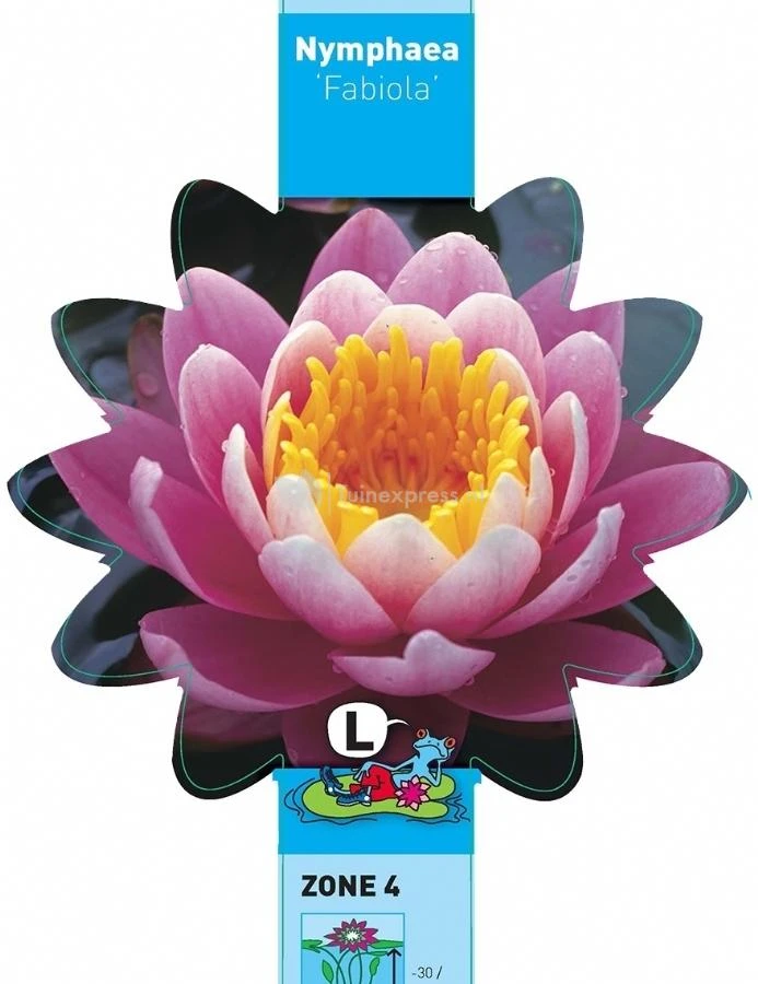 Roze Waterlelie (Nymphaea Fabiola) Waterlelie 3 Roze Waterlelie (Nymphaea Fabiola) Waterlelie - Afbeelding 3