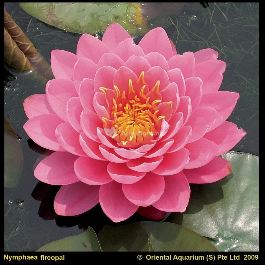 Roze Waterlelie (Nymphaea Fire Opal) Waterlelie 1 Roze Waterlelie (Nymphaea Fire Opal) Waterlelie