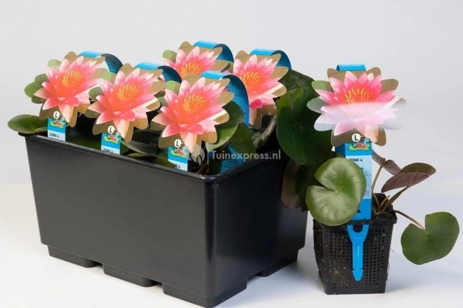 Roze Waterlelie (Nymphaea Fire Opal) Waterlelie 2 Roze Waterlelie (Nymphaea Fire Opal) Waterlelie - Afbeelding 2