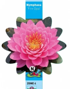 Roze Waterlelie (Nymphaea Fire Opal) Waterlelie 5 Roze Waterlelie (Nymphaea Fire Opal) Waterlelie -Vijver Winkel roze waterlelie nymphaea fire opal waterlelie 3 0 714x900