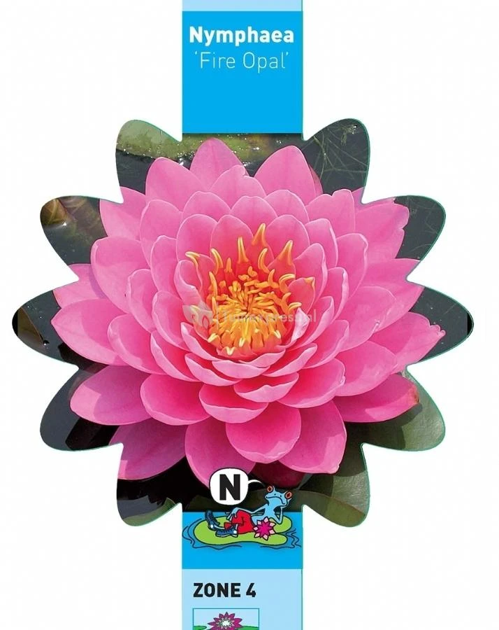 Roze Waterlelie (Nymphaea Fire Opal) Waterlelie 3 Roze Waterlelie (Nymphaea Fire Opal) Waterlelie - Afbeelding 3