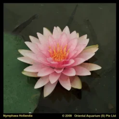 Roze Waterlelie (Nymphaea Hollandia) Waterlelie