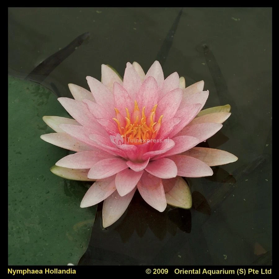 Roze Waterlelie (Nymphaea Hollandia) Waterlelie 1 Roze Waterlelie (Nymphaea Hollandia) Waterlelie