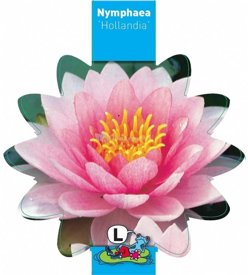 Roze Waterlelie (Nymphaea Hollandia) Waterlelie 3 Roze Waterlelie (Nymphaea Hollandia) Waterlelie - Afbeelding 3