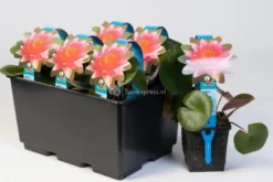 Nieuwkomers -Vijver Winkel roze waterlelie nymphaea james brydon waterlelie 2 0 900x600